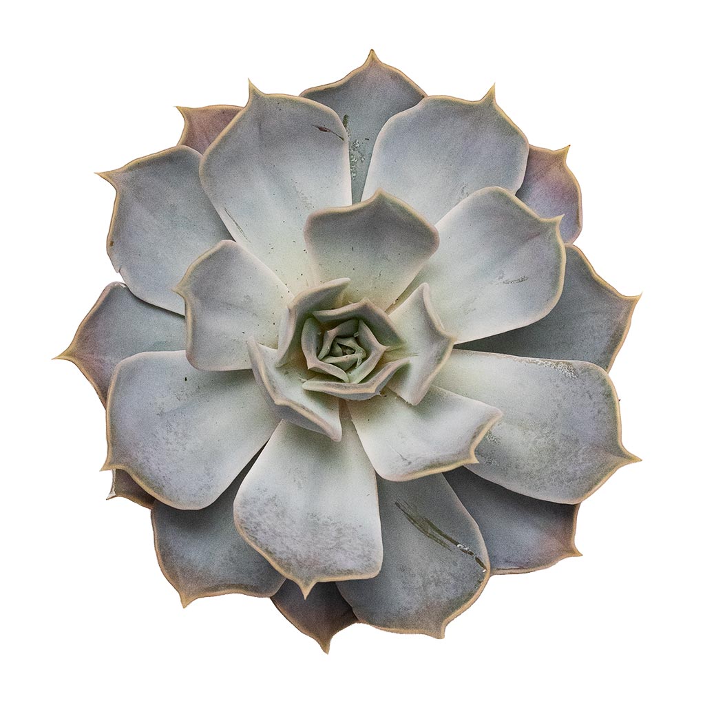 Echeveria lilacina - Ghost Echeveria Birds Eye