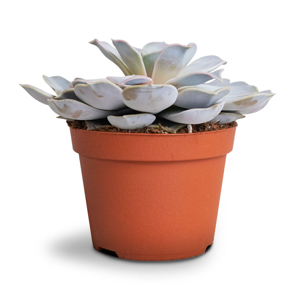 Echeveria lilacina - Ghost Echeveria Side View