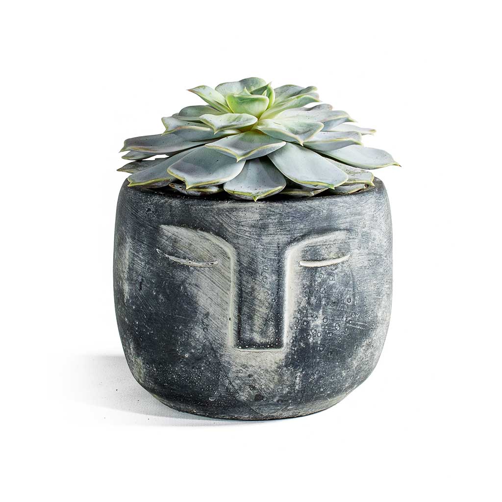 Echeveria lilacina - Ghost Echeveria & Head Plant Pot - Anthracite
