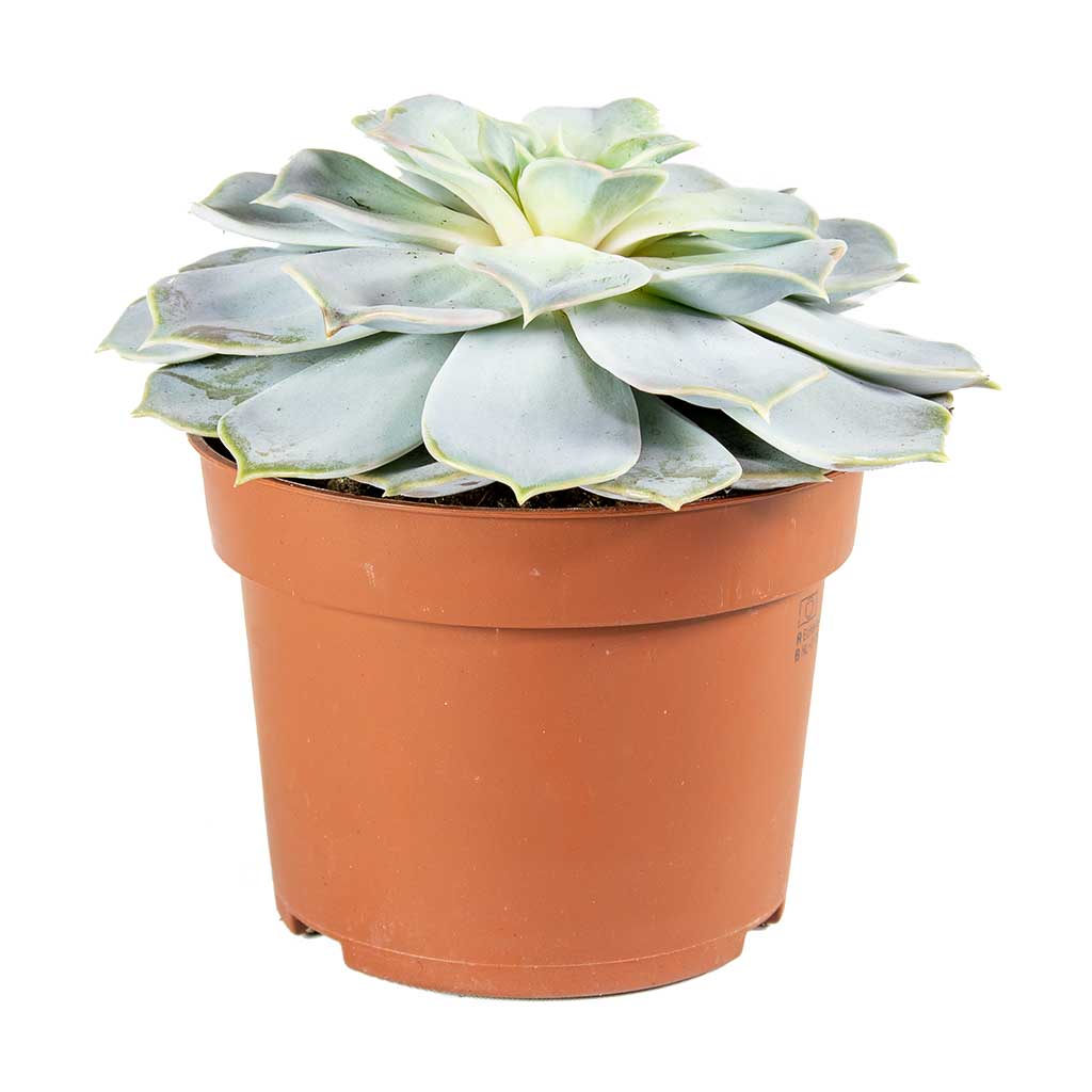 Echeveria lilacina - Ghost Echeveria Indoor Succulent