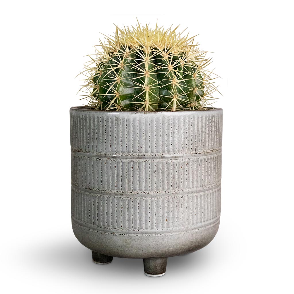 Echinocactus grusonii - Golden Barrel Cactus & Denise Plant Pot - Fossil