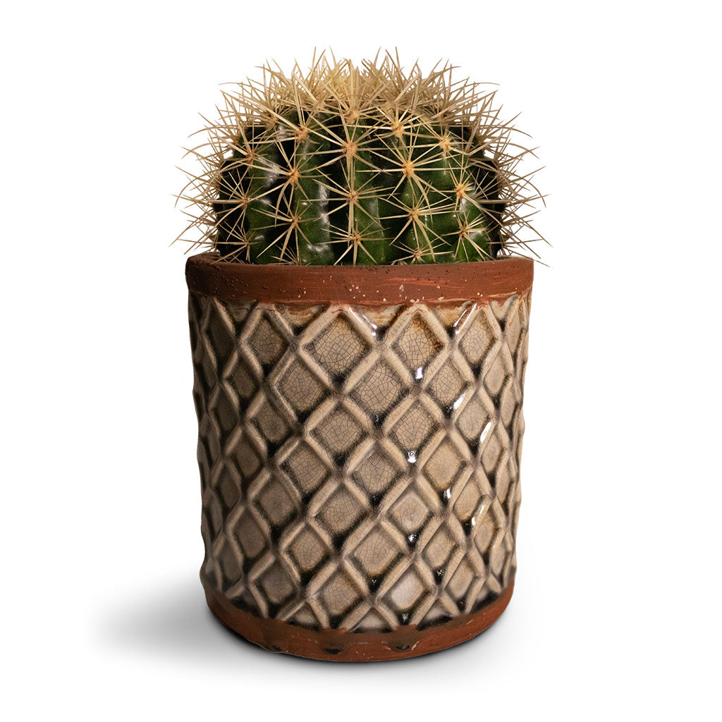 Echinocactus grusonii - Golden Barrel Cactus & Liam Plant Pot - Grey