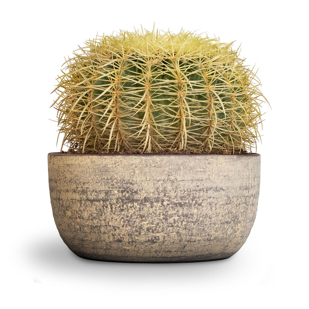 Echinocactus grusonii - Golden Barrel Cactus & Cas Plant Bowl - Sahara