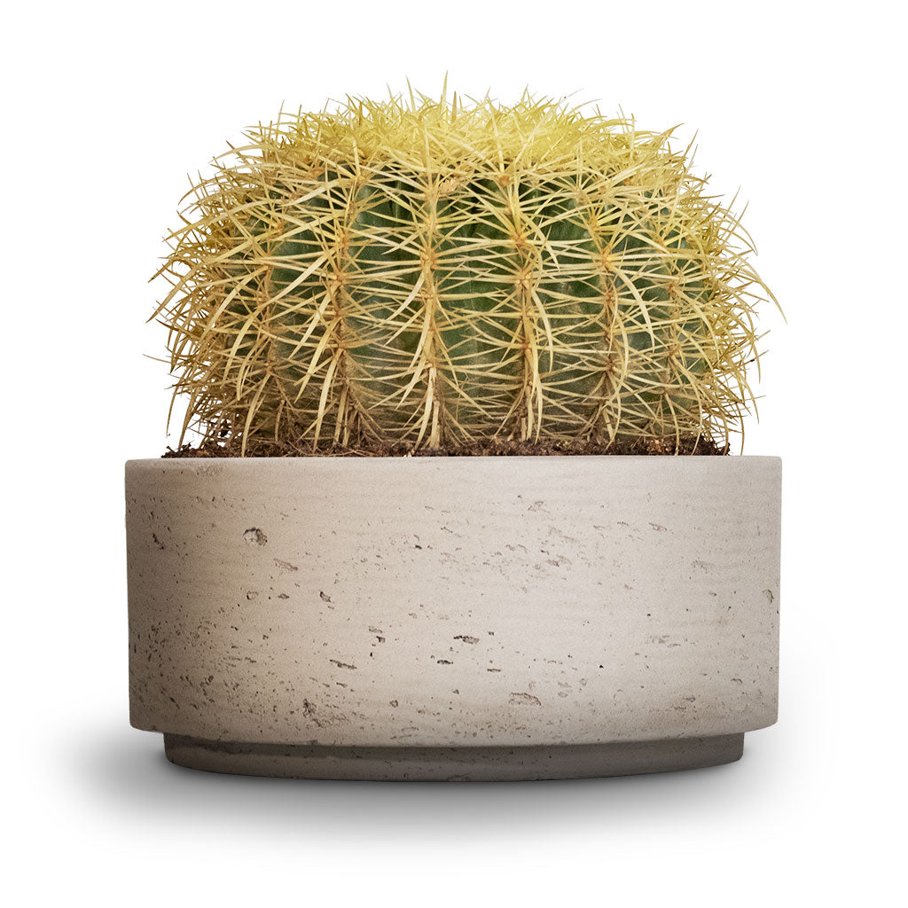 Echinocactus grusonii - Golden Barrel Cactus &amp; Eli Plant Bowl - Grey Washed