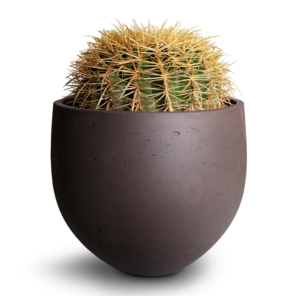 Echinocactus grusonii - Golden Barrel Cactus & Mini Orb Kevan Plant Pot - Ash Brown