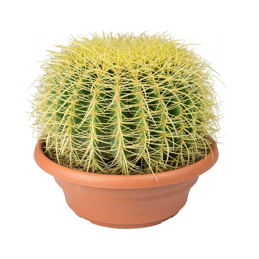 Echinocactus grusonii - Golden Barrel Cactus 28cm