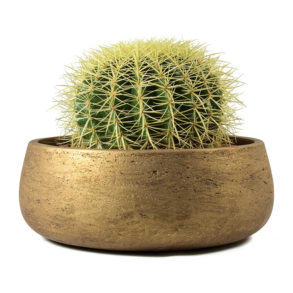 Echinocactus grusonii Golden Barrel Cactus & Eileen Plant Bowl Metallic Gold