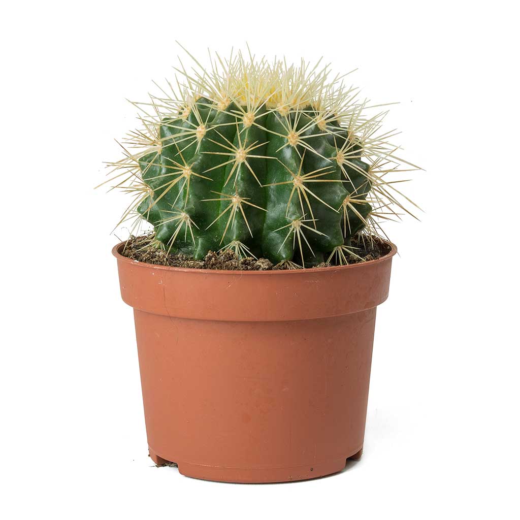 Echinocactus grusonii - Golden Barrel Cactus - Small