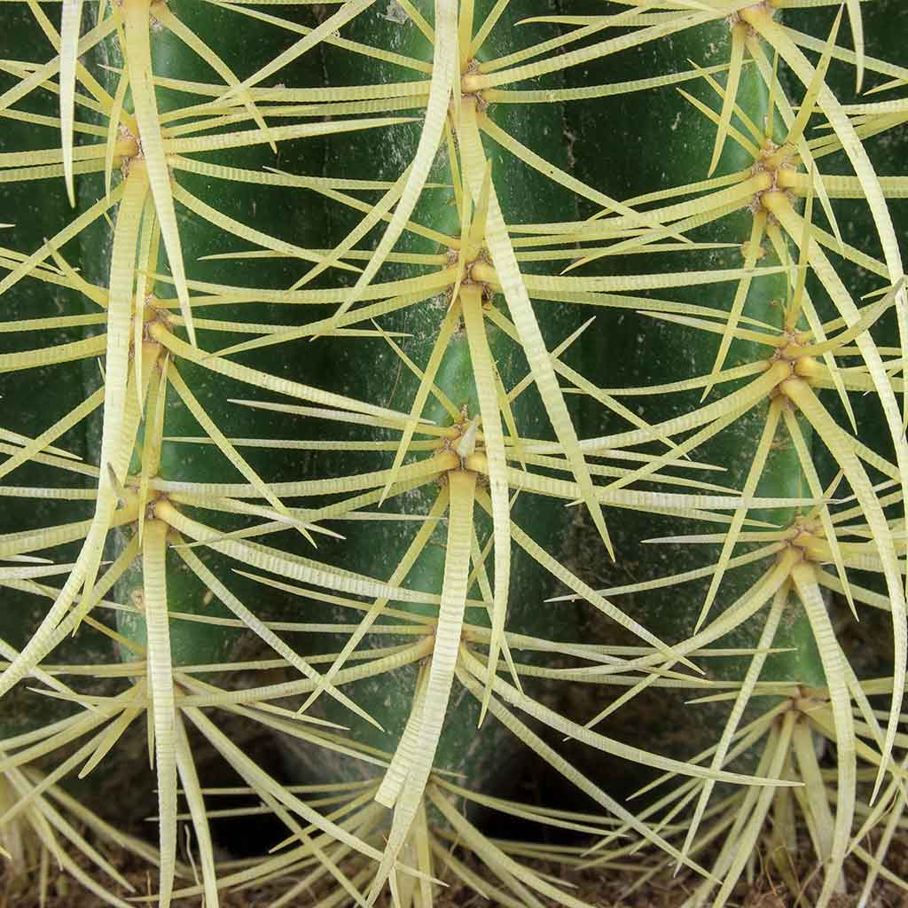 Echinocactus grusonii - Golden Barrel Cactus Spines