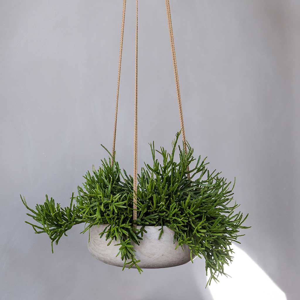 grey hanging planter Eileen Hanging Plant Bowl - Grey Washed - Plant Pot | Hortology