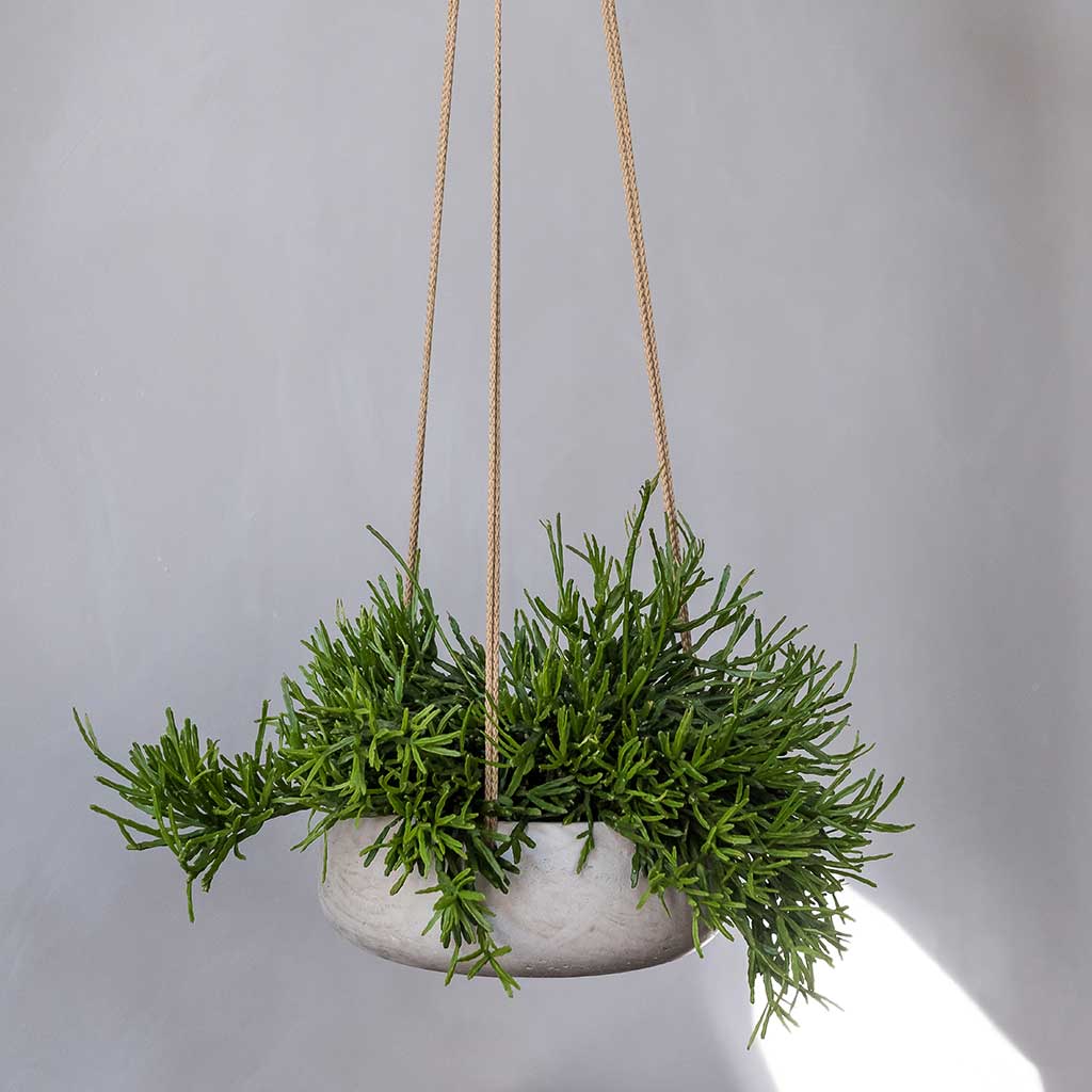 Eileen Hanging Plant Bowl - Grey Washed