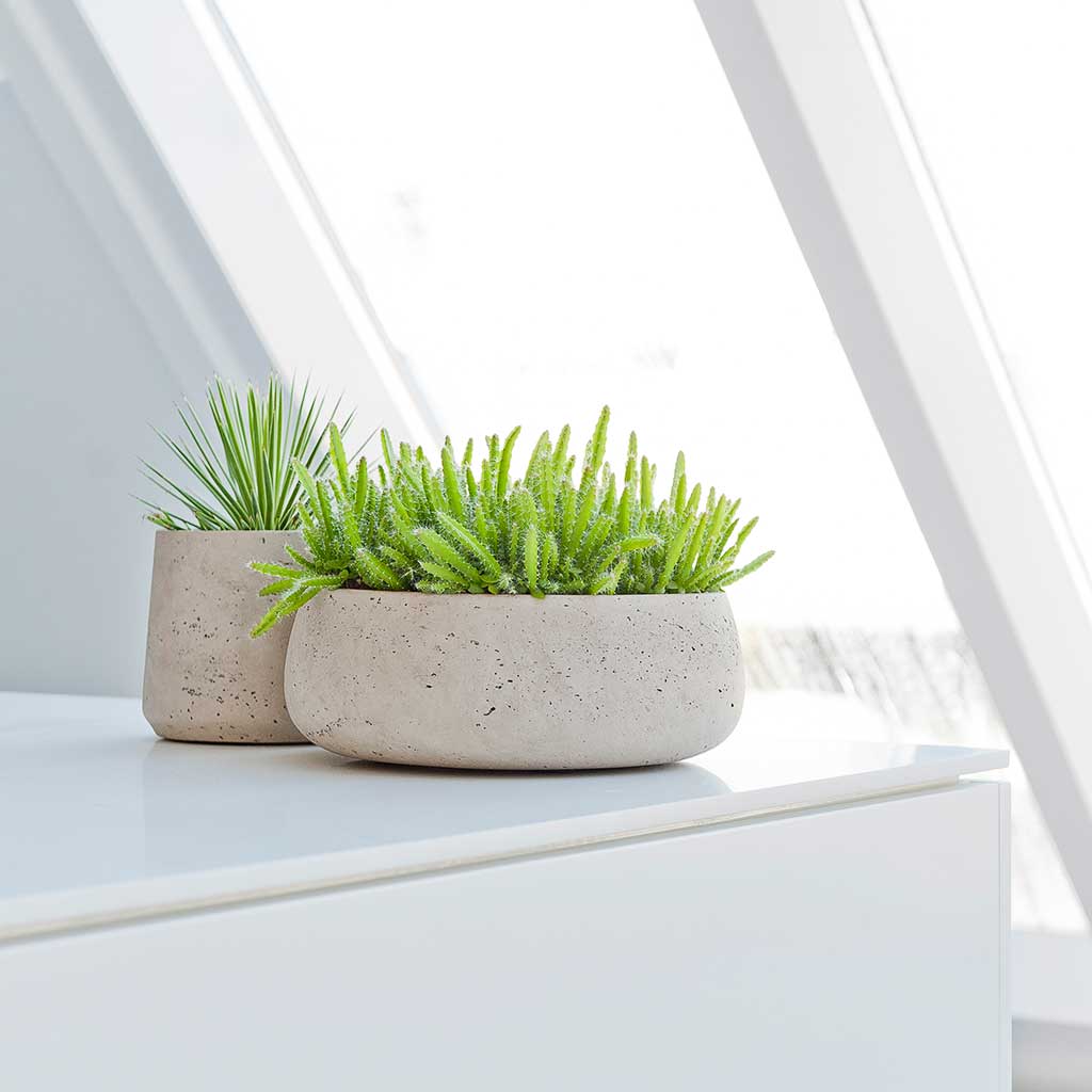 Eileen Plant Bowl - Grey Washed & Succulents