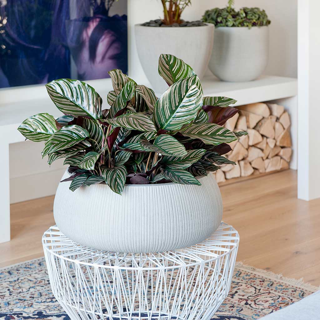 Eileen Plant Bowl Ridged Cement & Calathea Sanderiana