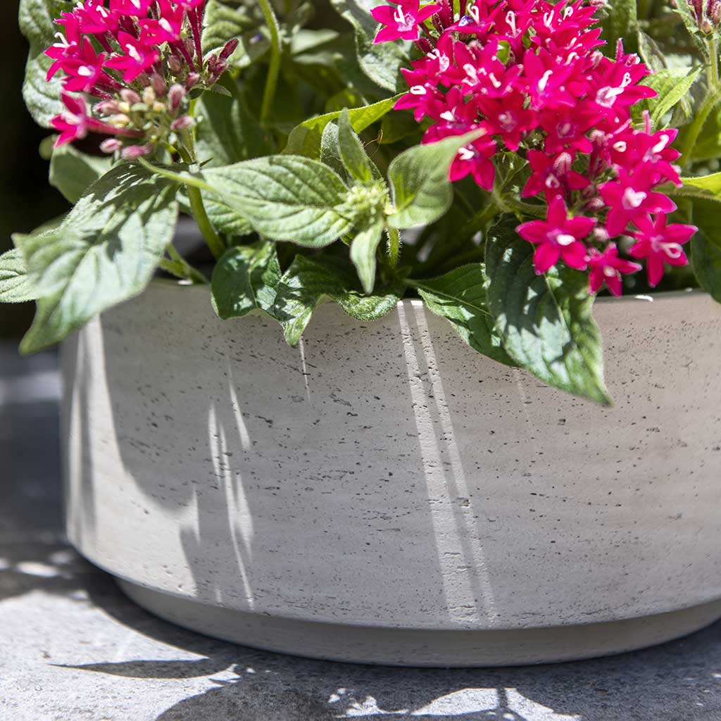 Eli Plant Bowl - Grey Washed & Houseplants