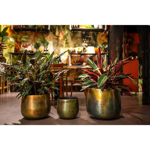 Elisa Metal Plant Pots Set of 3 Vintage Green with Houseplants Lifestyle