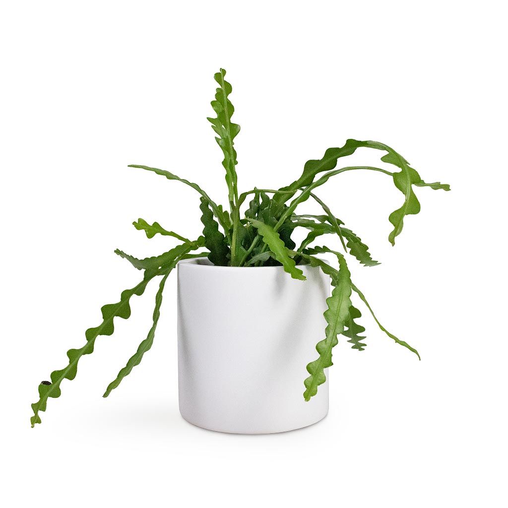 Epiphyllum anguliger - Fishbone Cactus Houseplant & Puk Planter - Matt White