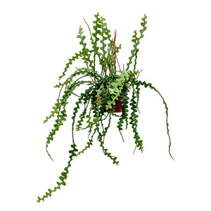 Epiphyllum anguliger - Fishbone Cactus 40cm