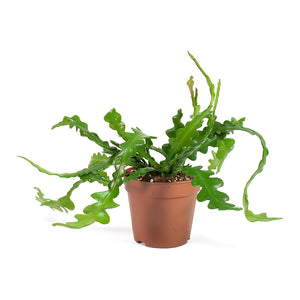 Epiphyllum anguliger - Fishbone Cactus - Small - No Hanger