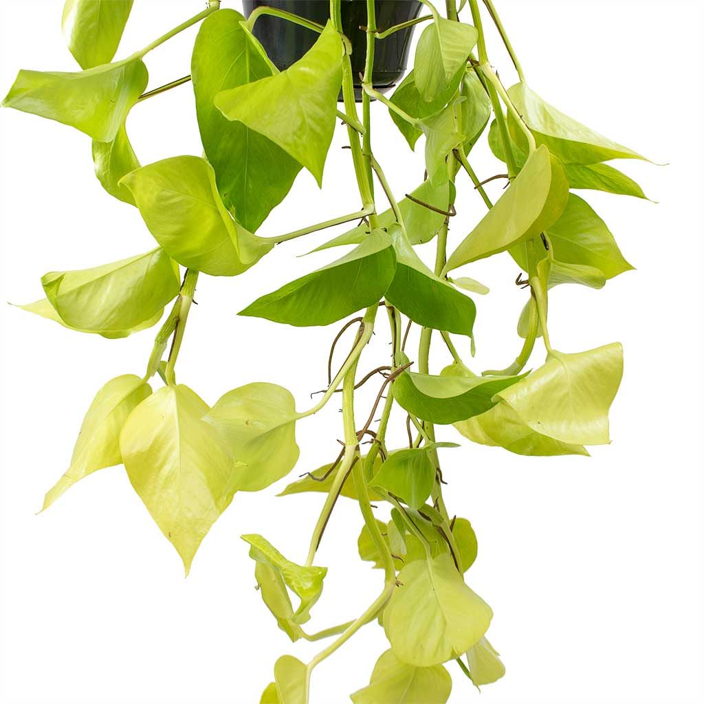 Epipremnum aureum Neon - Golden Neon Pothos Leaves
