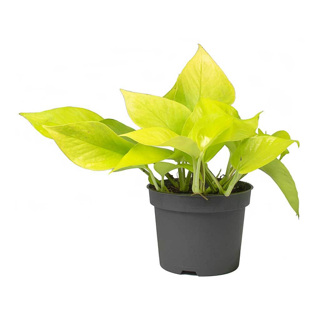 Epipremnum aureum Neon - Golden Neon Pothos - Small