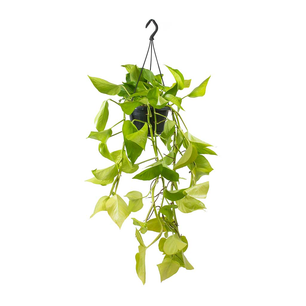 Epipremnum aureum Neon - Golden Neon Pothos