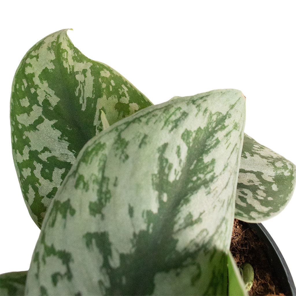 Epipremnum Trebie - Satin Pothos Trebie Leaves