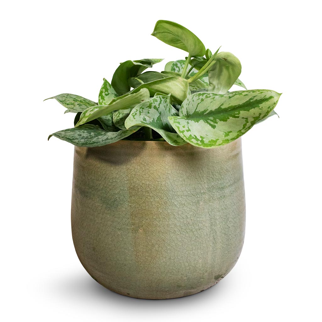 Epipremnum Trebie - Satin Pothos Trebie & Iris Plant Pot - Mint