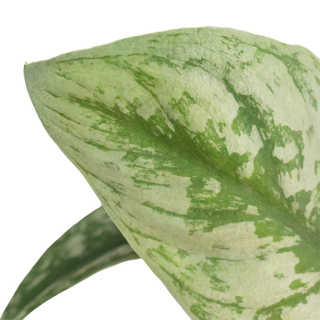 Epipremnum Trebie - Satin Pothos Trebie Leaf