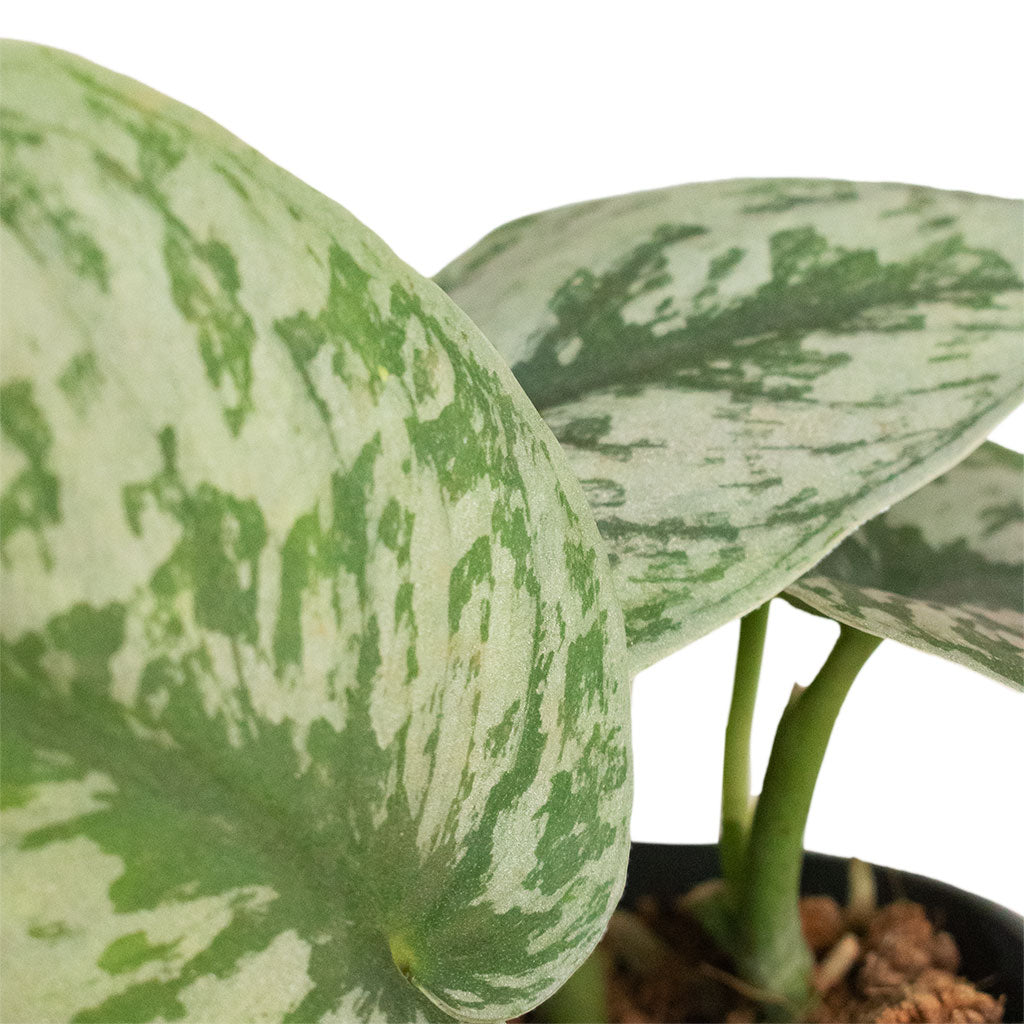 Epipremnum Trebie - Satin Pothos Trebie Close Up
