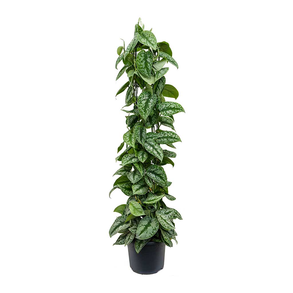 satin pothos trebie Epipremnum Trebie - Satin Pothos Trebie Plant - Column | Hortology