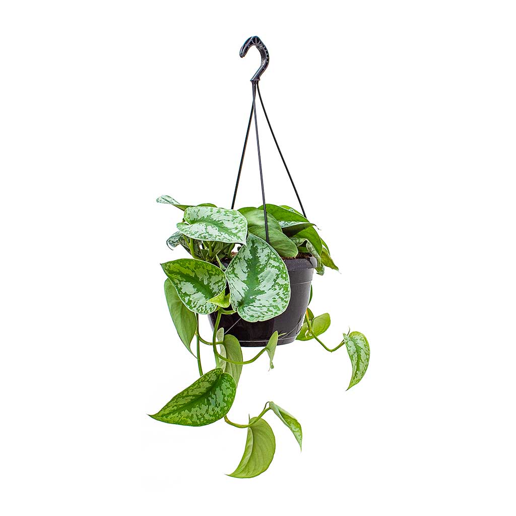 Epipremnum Trebie - Satin Pothos Trebie - Hanging - Small