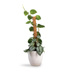 Epipremnum Trebie - Satin Pothos Trebie - Moss Pole Houseplant and Angle Couple Plant Pot - White