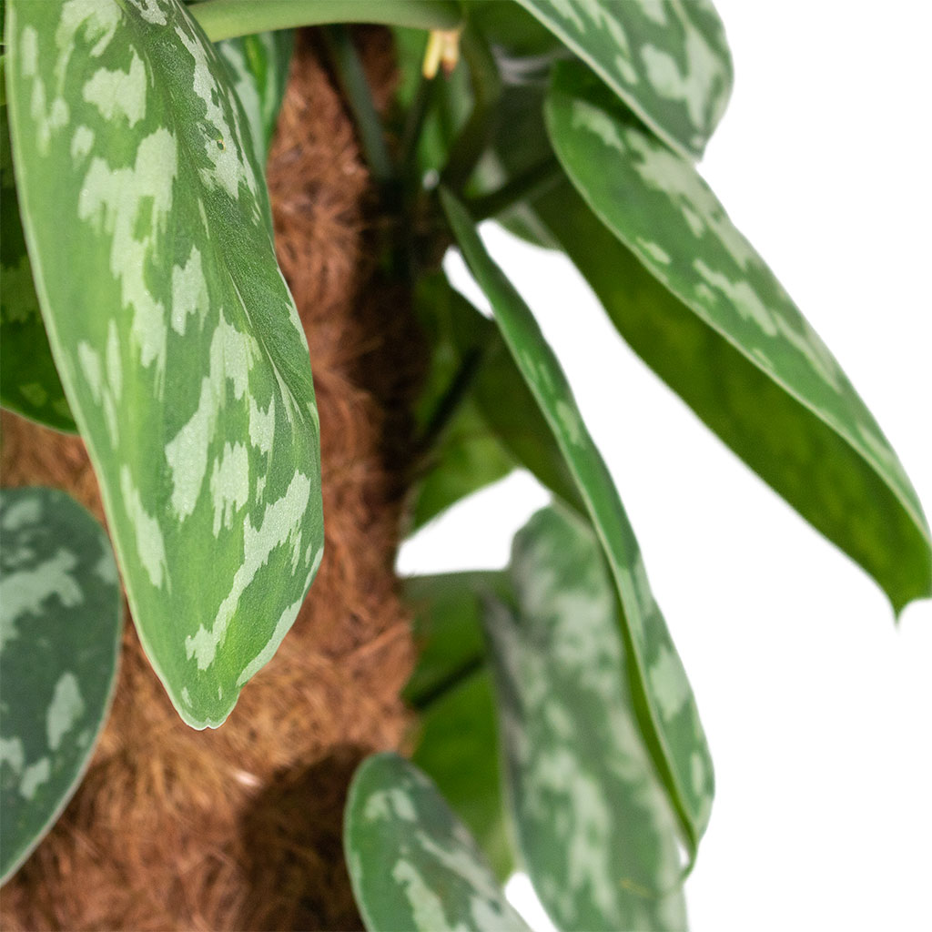 Epipremnum Trebie Satin Pothos Trebie Moss Pole Close-Up