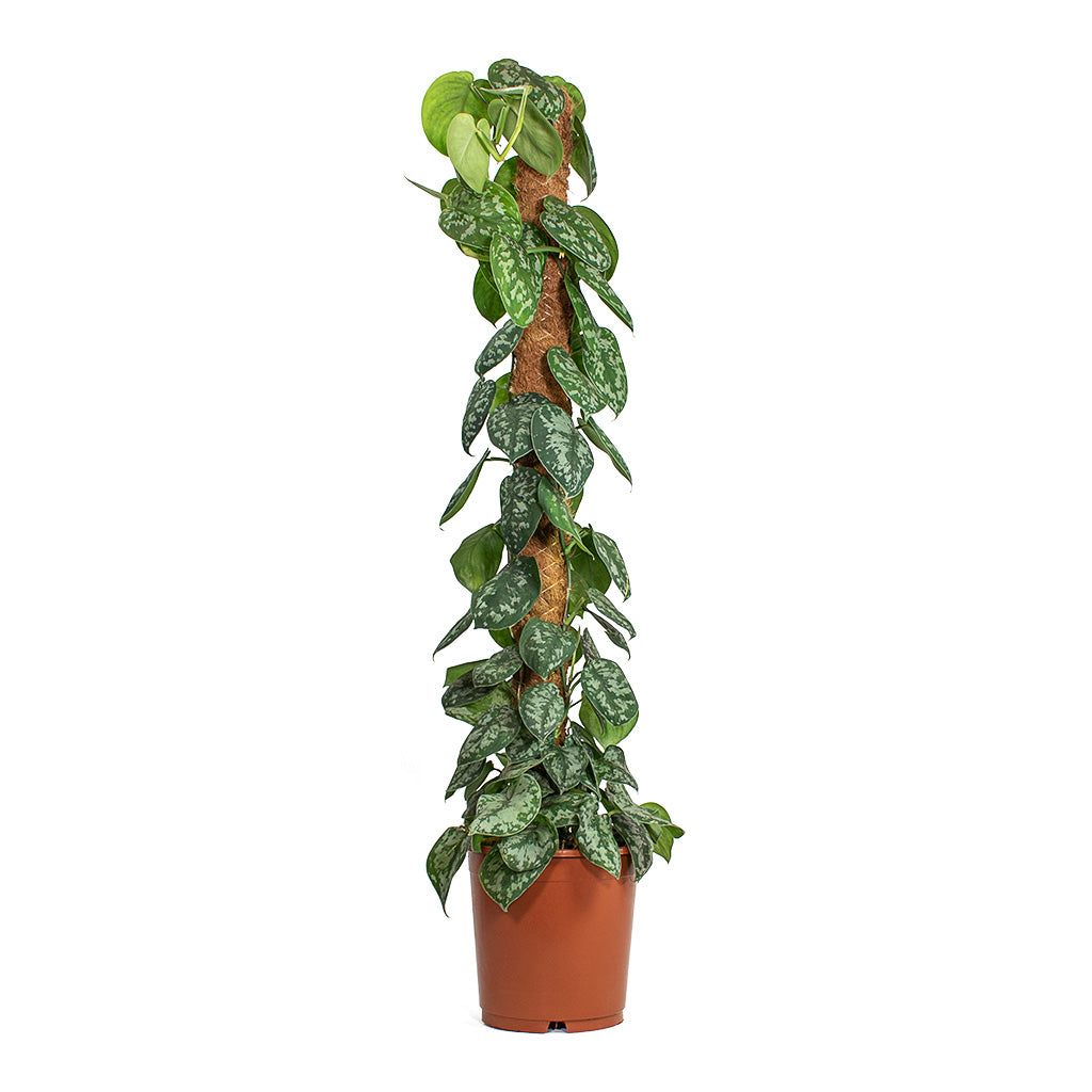 Epipremnum Trebie Satin Pothos Trebie Moss Pole Small