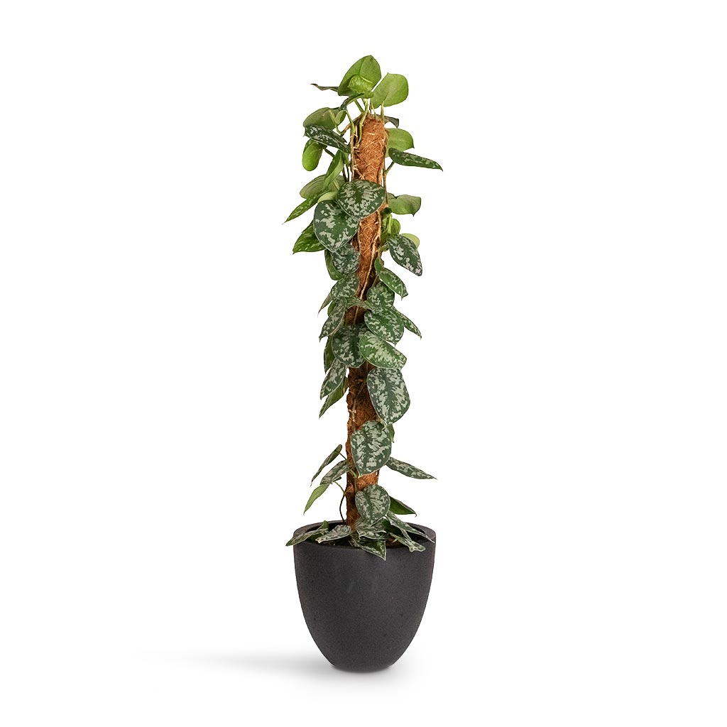 satin pothos moss pole Epipremnum Trebie - Satin Pothos Trebie Plant - Moss Pole | Hortology