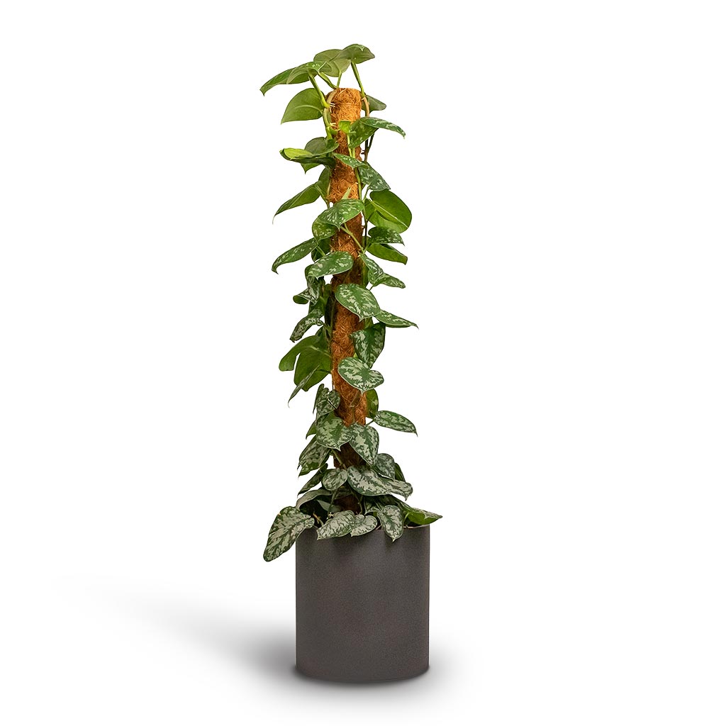 Epipremnum Trebie Satin Pothos Trebie Moss Pole Houseplant & Max Refined Planter Volcano Black