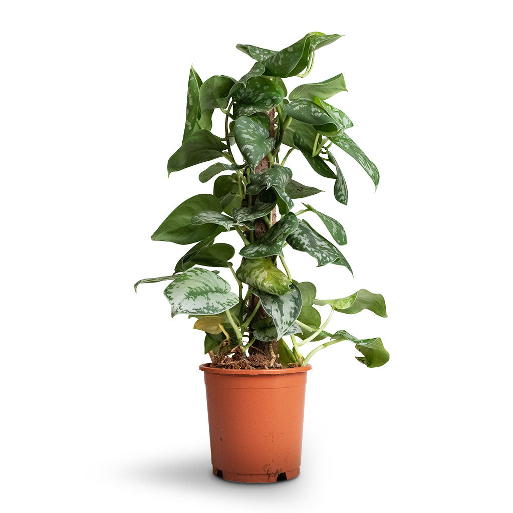 satin pothos moss pole Epipremnum Trebie - Satin Pothos Trebie Plant - Moss Pole | Hortology