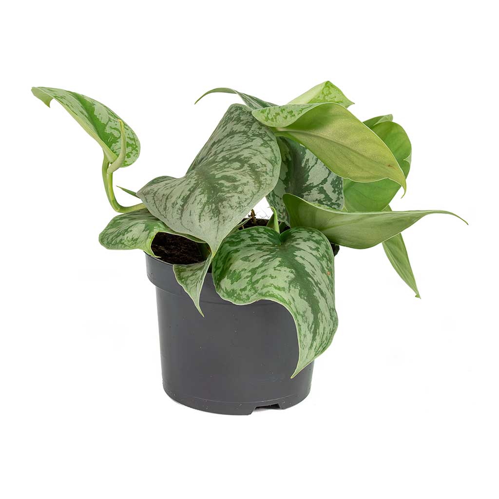 Epipremnum Trebie Satin Pothos Trebie - Small