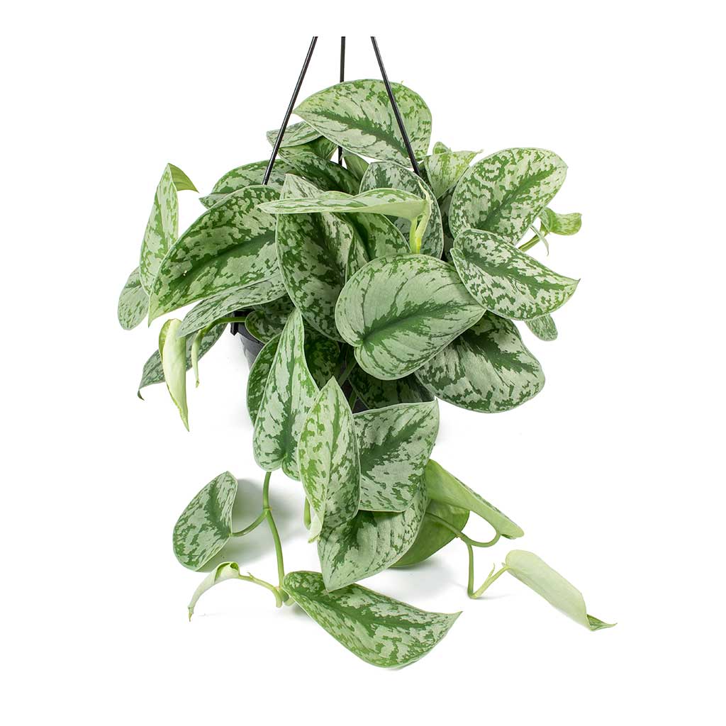 Epipremnum Trebie - Satin Pothos Trebie - Hanging Leaves