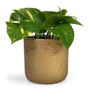 Epipremnum aureum - Golden Pothos Houseplant & Charlie Plant Pot - Metallic Gold