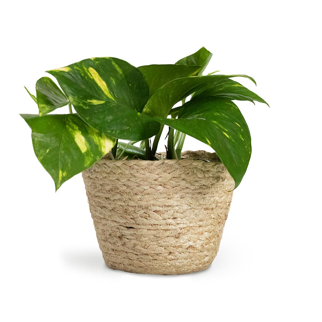 Epipremnum aureum - Golden Pothos Houseplant & Selin Plant Basket - Jute