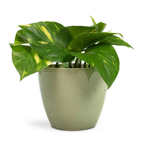 Epipremnum aureum - Golden Pothos Houseplant & Sven Plant Pot - Mint