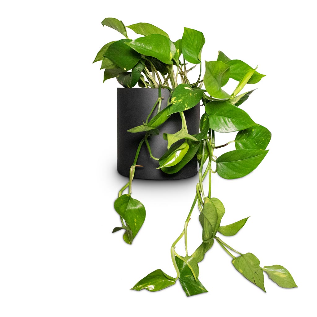 Epipremnum aureum - Golden Pothos & Puk Natural Planter - Matt Black