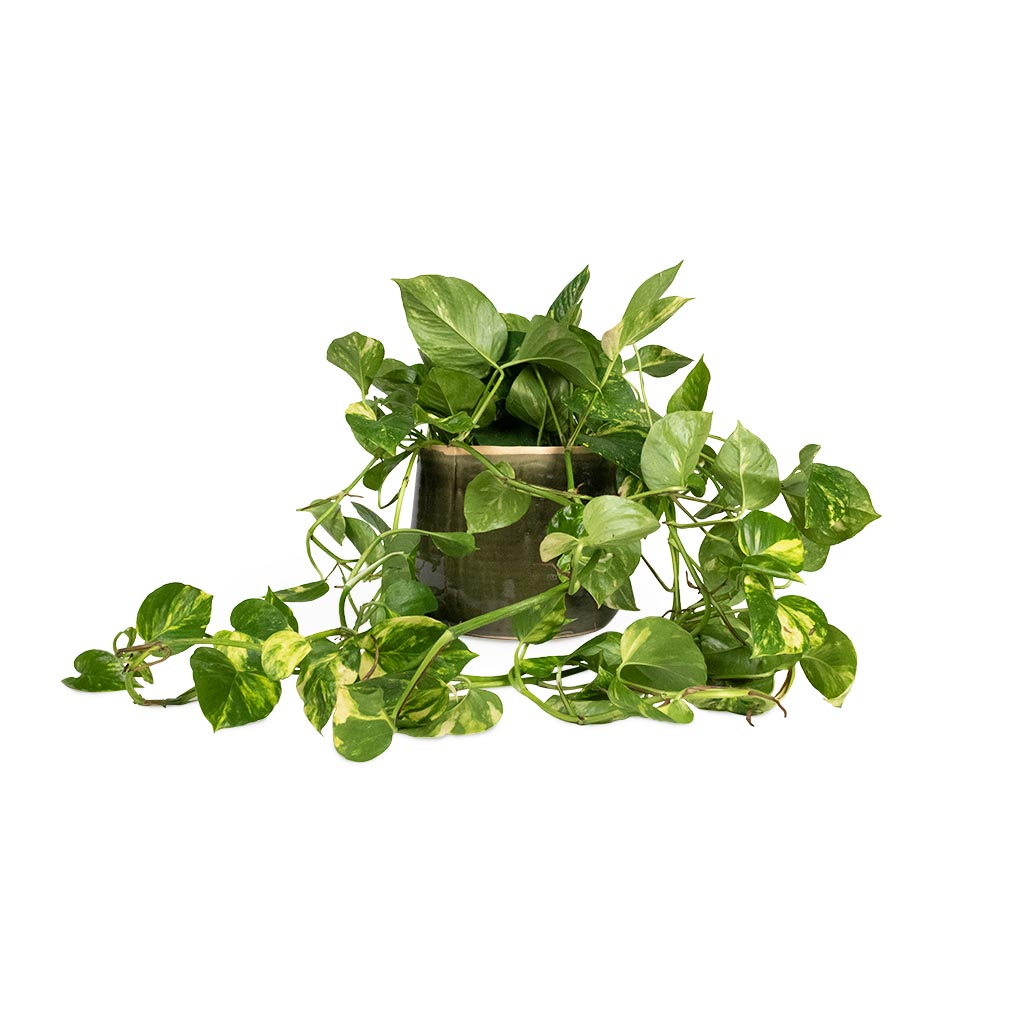 Epipremnum aureum - Golden Pothos Houseplant & Iris Plant Pot - Moss Grey