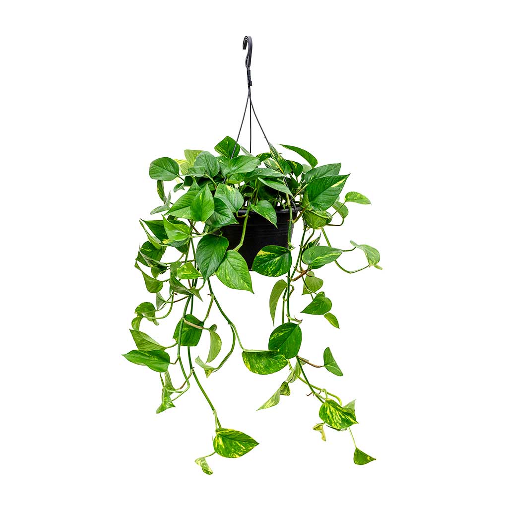 Epipremnum aureum - Golden Pothos - Large