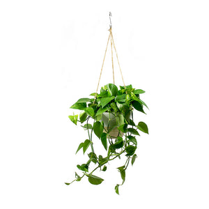 Epipremnum aureum - Golden Pothos & Bamboo Hanging Plant Pot