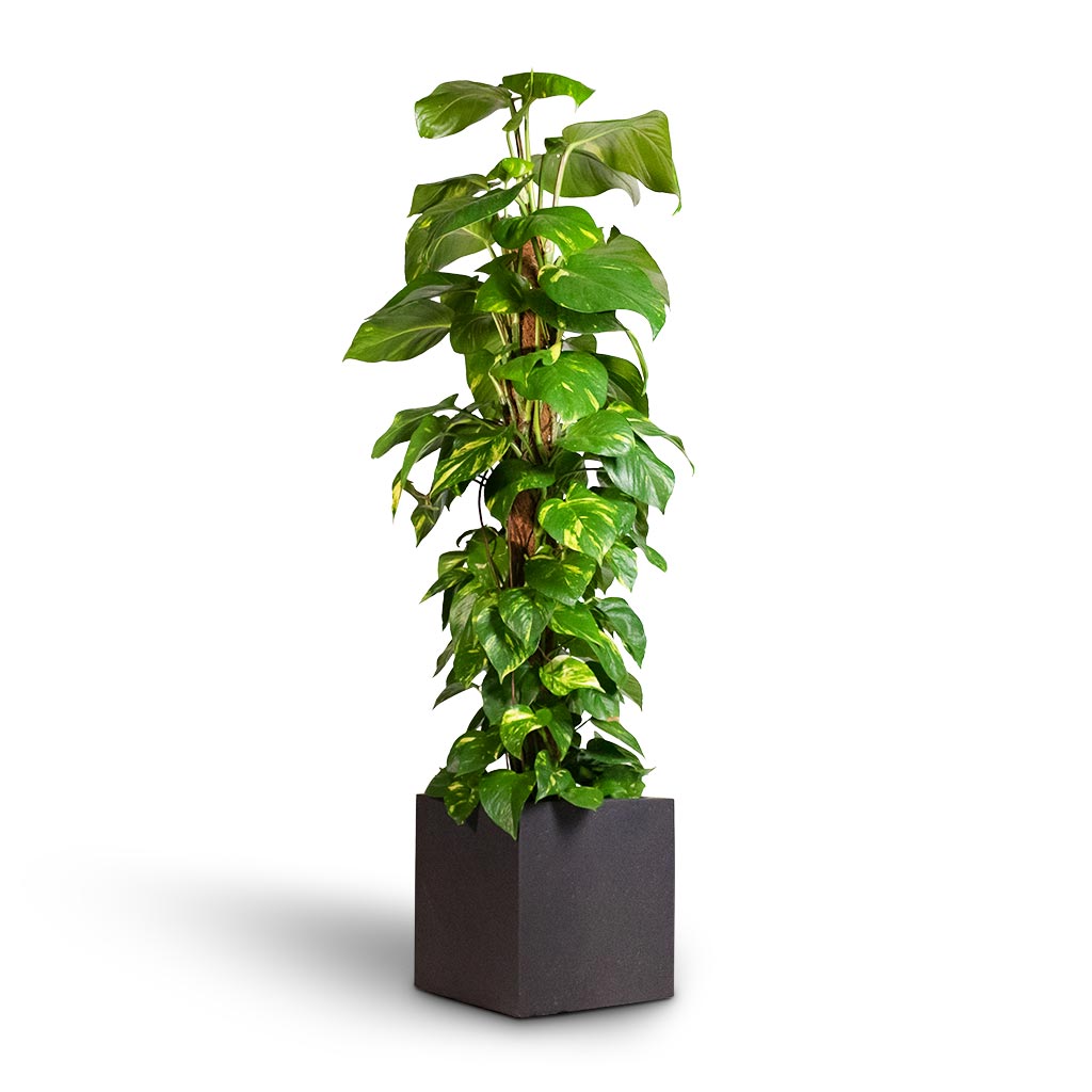 Epipremnum aureum - Golden Pothos - Moss Pole & Grigio Cube Planter - Rusty Iron Concrete