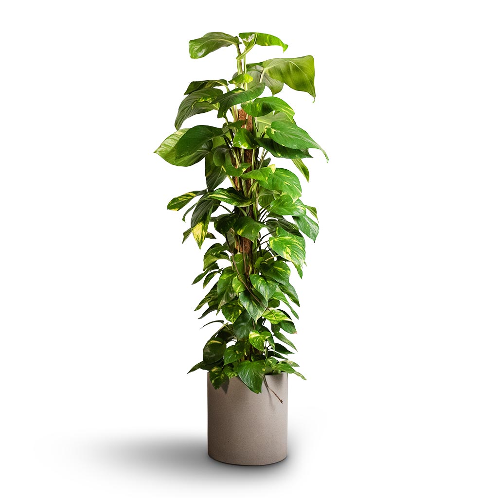 pothos standing up Epipremnum aureum - Golden Pothos - Moss Pole | Hortology