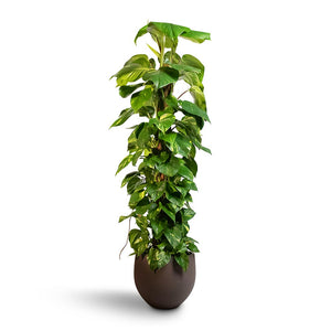 Epipremnum aureum - Golden Pothos - Moss Pole  Houseplant & Mini Orb Kevan Plant Pot - Ash Brown