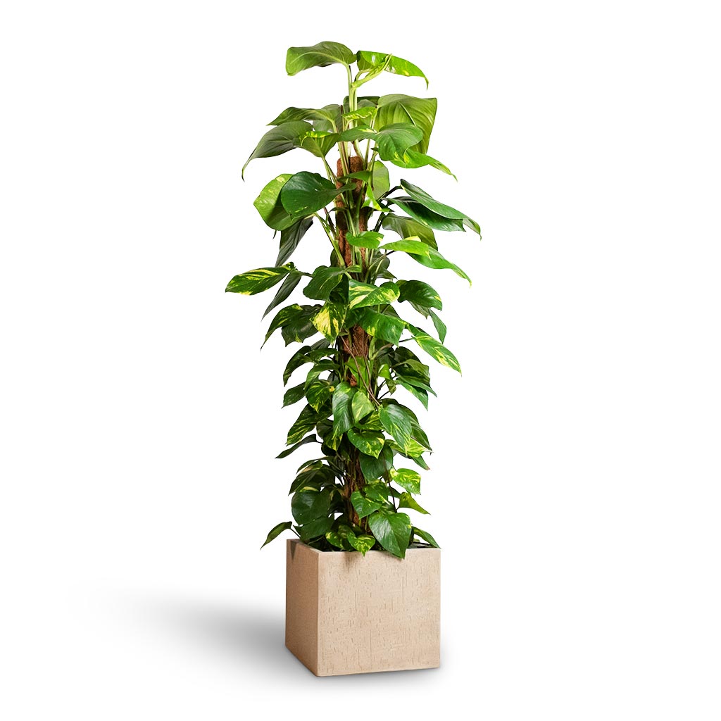 Epipremnum aureum - Golden Pothos - Moss Pole & Raindrop Cube Planter - Stone